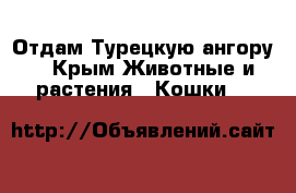 Отдам Турецкую ангору. - Крым Животные и растения » Кошки   